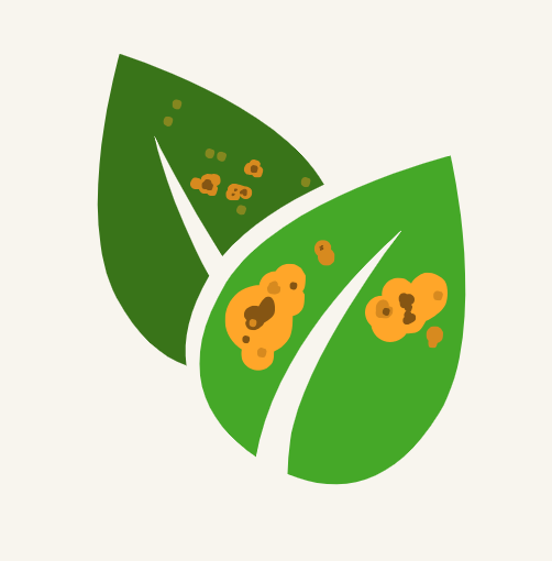 Coffee Leaf Rust